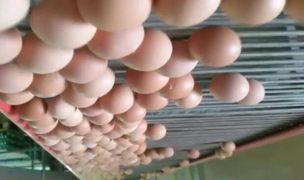 Почему дорожают яйца в Украине