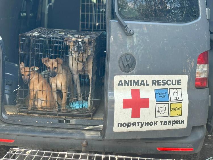 У Дружківці за 5 днів стерилізували 413 тварин У Дружківці за 5 днів стерилізували 413 тварин