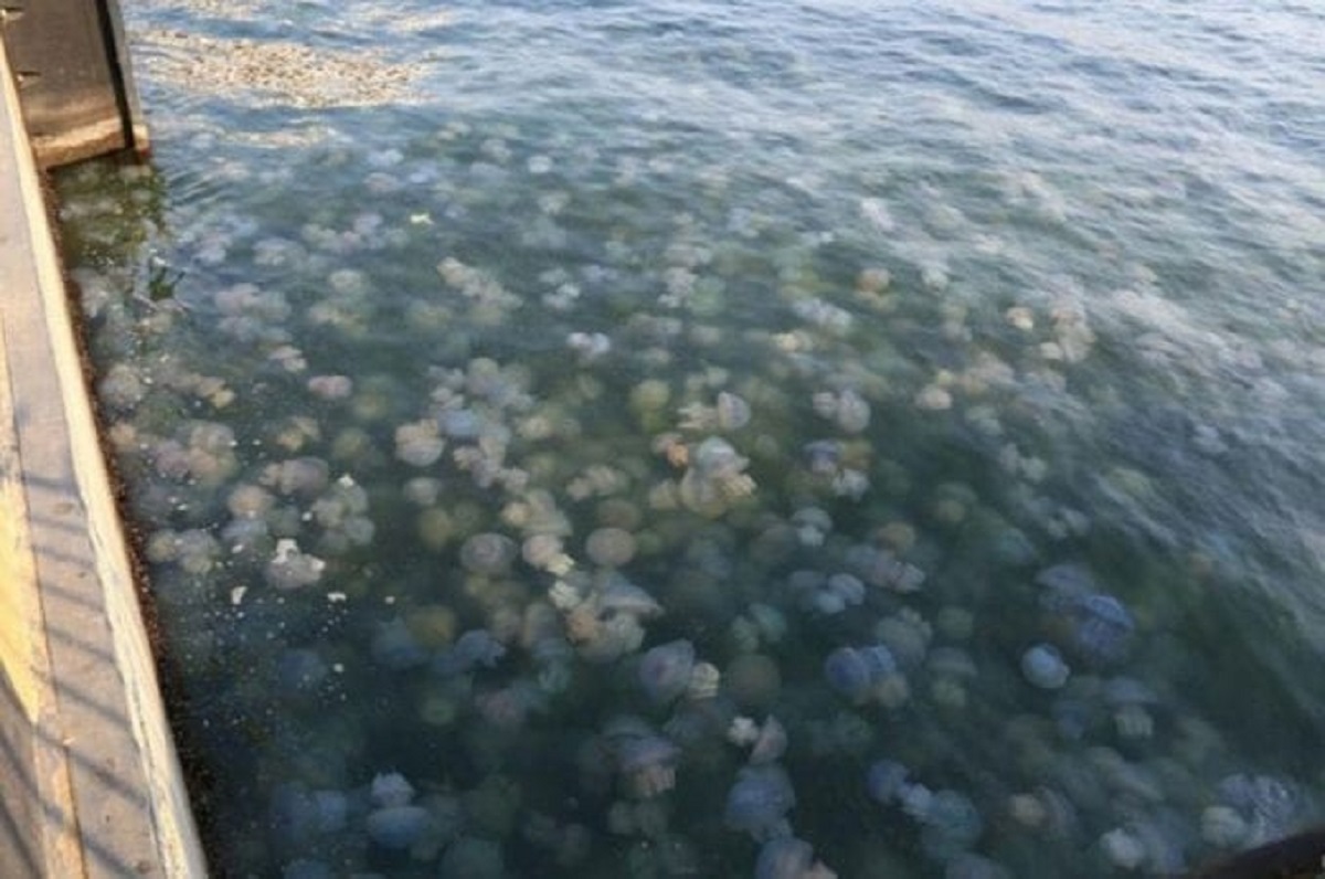 На Азовском море будут ставить защитные сети от медуз