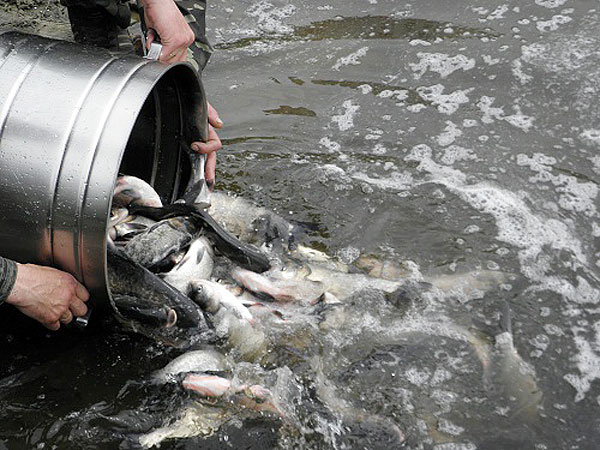 В водоемы Донецкой области запустили 57 тысяч экземпляров ценных видов рыб