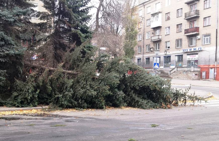 Необычное ДТП: Водитель в Краматорске сбил елку