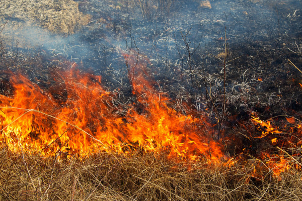Штраф за самовольное сжигание сухой травы вырос до 20 000 грн