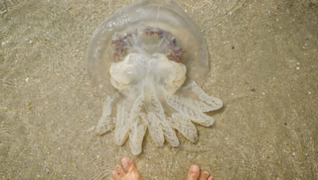 Ребенок пострадал после контакта с медузой в Азовском море
