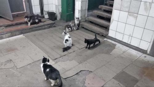 Бездомным котам в Славянске пpедоставили специальный  статус