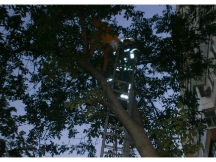 Трусливого мариупольца спасателям пришлось снимать с дерева