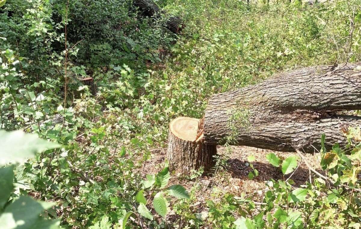 В Константиновке коммунальщики отрицают свою вину в вырубке деревьев