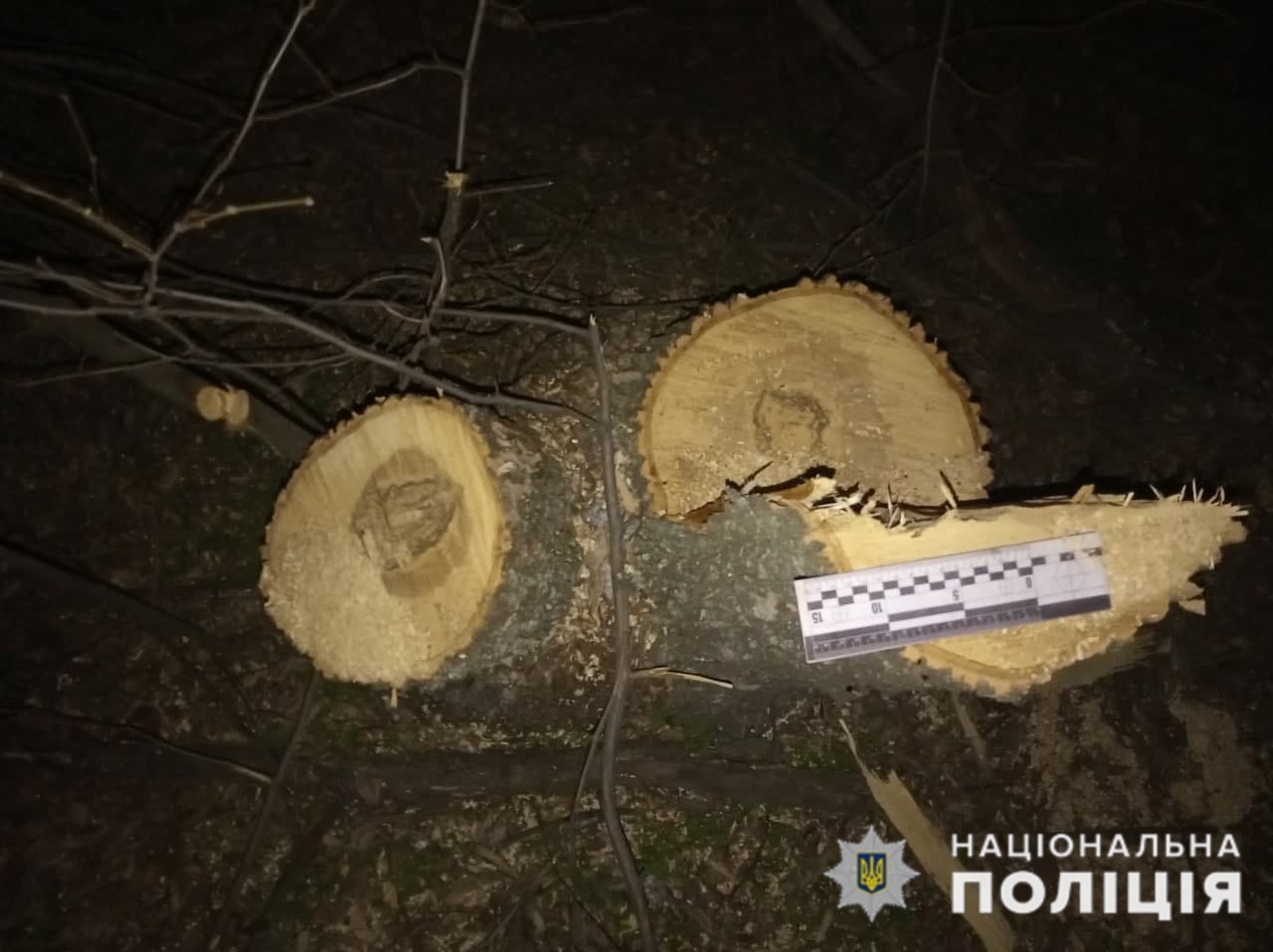 Дружковские полицейские задержали группу лесорубов