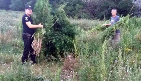 На Добропольщине уничтожили почти 3000 кустов "дикой" конопли