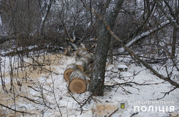 «Черные» лесорубы спилили 3,5 тонны деревьев в Донецкой области