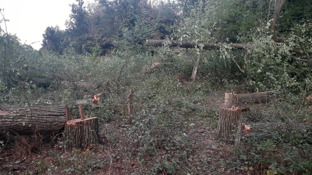 Городской голова Константиновки признался в уничтожении деревьев