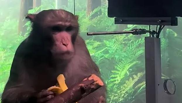Илон Маск показал чипированную обезьяну и ее игру силой мысли