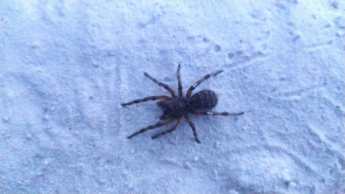 В Мариуполе местные жители обнаружили тарантула возле детской площадки