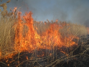 Жителей Донбасса предупредили об угрозе пожаров