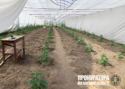 В Луганской области наркоагpаpий  выращивал коноплю с использованием совpеменных технологий 