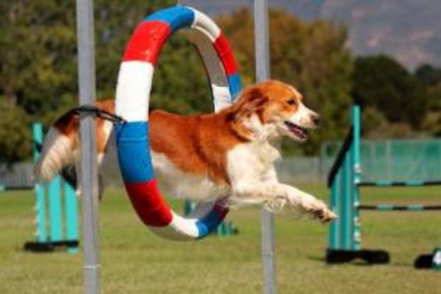 В Лисичанске пройдет соревнование собак по соответствию стандартам пород