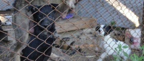 В Славянске создадут Центр обращения с животными
