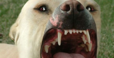 В Бориспольском районе Киевской области собаки загрызли участника АТО