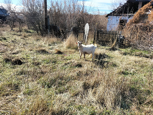 козы пасутся на селе
