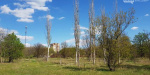 В парке «Юбилейный» в Краматорске высадили  200 деревьев