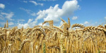 Украина в этом году может собрать около 65 млн. тонн урожая