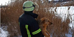 В Бахмуте спасатели из-подо льда достали собаку