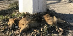 В Мариуполе на оживленной улице уже три месяца лежит труп собаки