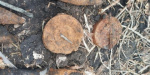 На трассе Доброполье-Лиман были найдены боеприпасы времен Второй мировой войны