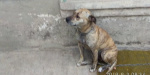 На аукционе СЕТАМ была продана собака, арестованная за долги