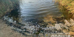 В водоеме Луганщины зафиксировали массовый мор рыбы