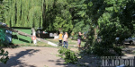 В центре Славянска упало дерево: несколько домов остались без света