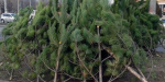 В Северодонецке контролируют продажу новогодних елок