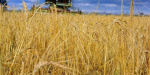 В Донецкой области 30 тысяч гектар полей остаются заминироваными