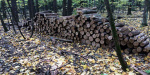 В Великоанадольском лесу правоохранители остановили незаконную вырубку деревьев молодого дуба