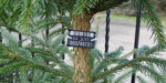 В Славянске уже готовятся к продаже новогодних елок
