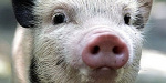 В 2017 с прилавков изчезнет украинская свинина