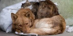 В Покровске бухгалтер открыла реабилитационный центр для домашних животных
