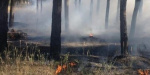 В Северодонецке горела лесополоса
