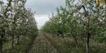 Яблоки из Донбасса покупают за границей