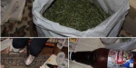 В Славянске правоохранители нашли около двух килограммов марихуаны