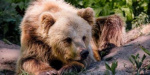 Медведи из Покровска обрели дом в приюте на Львовщине