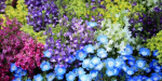 В Краматорске выделили 1,2 миллиона гривень на однолетние цветы