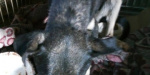 В Бахмуте зоозащитники спасли собаку, упавшую в 15-метровый заброшенный колодец 