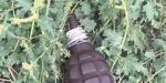 В Ясногорке пьяный мужчина в камуфляже разгуливал с гранатой