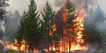 В Донецькій області очікується пожежна небезпека