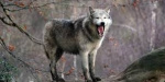 В Волновахском районе убили зараженного бешенством волка