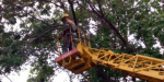 В Великоновоселковском районе обpезали  деревья возле 42 километров линий электропередач