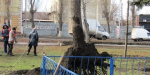 В центре Покровска на площадку для воркаута грохнулась пересаженная ель