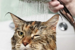 Вибір шампуню для котів: Як забезпечити ідеальний догляд за шерстю