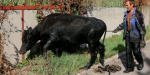 Мариупольские спасатели из грязи вытаскивали корову