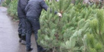 В Лисичанске определили места для продажи елок